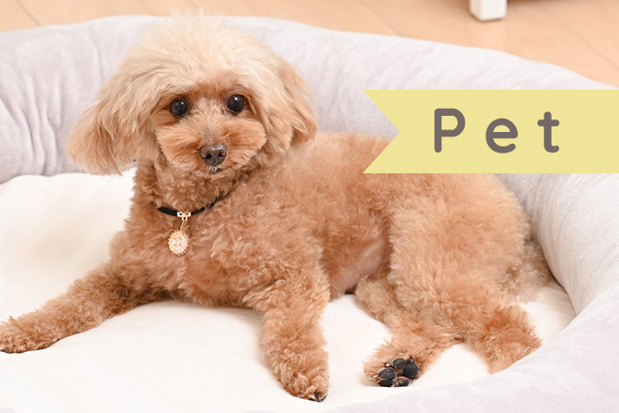 pet